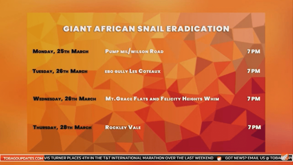 Giant African Snail Eradication | Tobago Updates